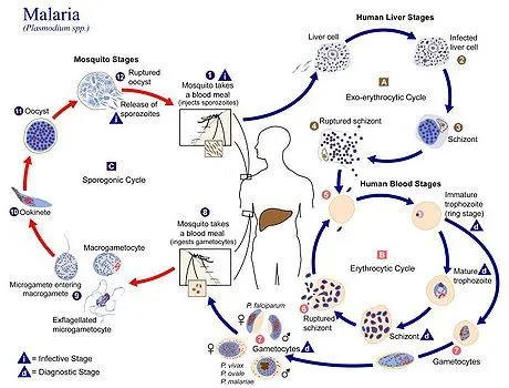 Plasmodium - Wikipedia, la enciclopedia libre Plasmodium - Wikipedia, la enciclopedia libre