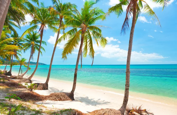 playa tropical con palmeras de coco. Koh samui, Tailandia — Foto ...