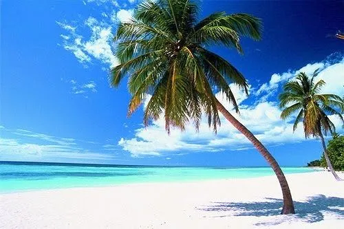 playa_palmera.jpg