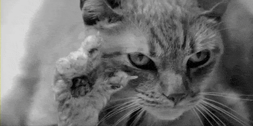 Please, Stay Strong - Mi vida, version gato