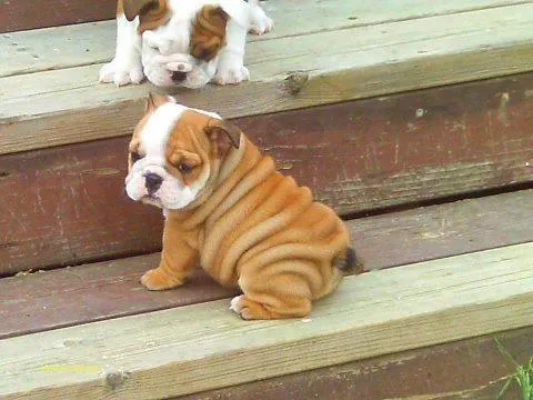 PLOMEST! || ACTITUD MMA: [GALERIA/GIFS] PERROS CHISTOSOS ...