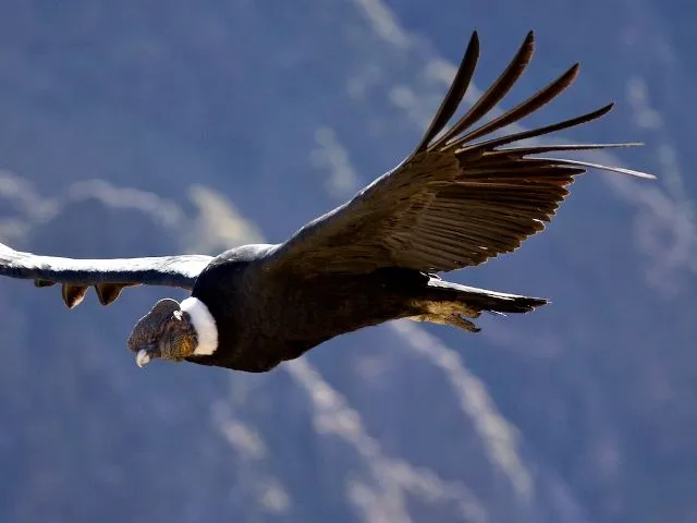 La pluma del cóndor – Cuento | KAWSAY PURIY – Camino espiritual Inka