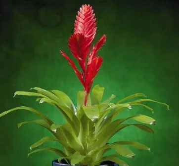 Pluma de Indio | Plantas de interior y exterior Pluma de Indio | Plantas de interior y exterior