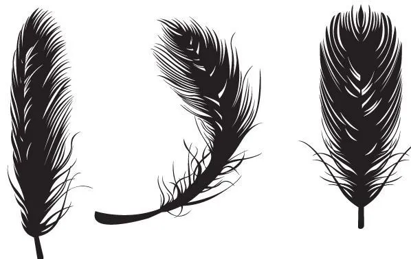 plumas de aves dibujos - Buscar con Google | Plumas | Pinterest ... plumas de aves dibujos - Buscar con Google | Plumas | Pinterest ...