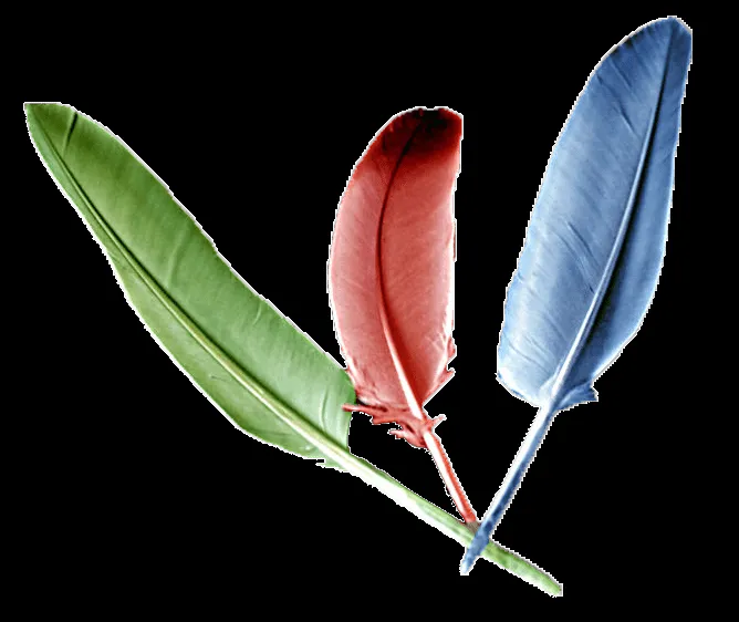 Plumas - Imagui