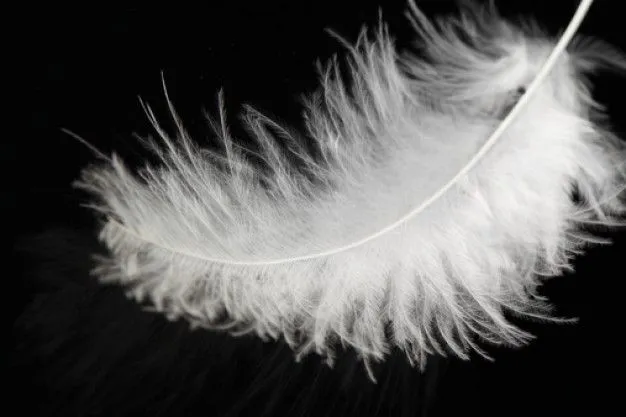 Plumas - Imagui