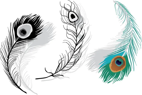 Plumas de pavo real blanco — Vector stock © Dr.PAS #6416266