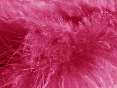 plumas_rosas_textura_ ...