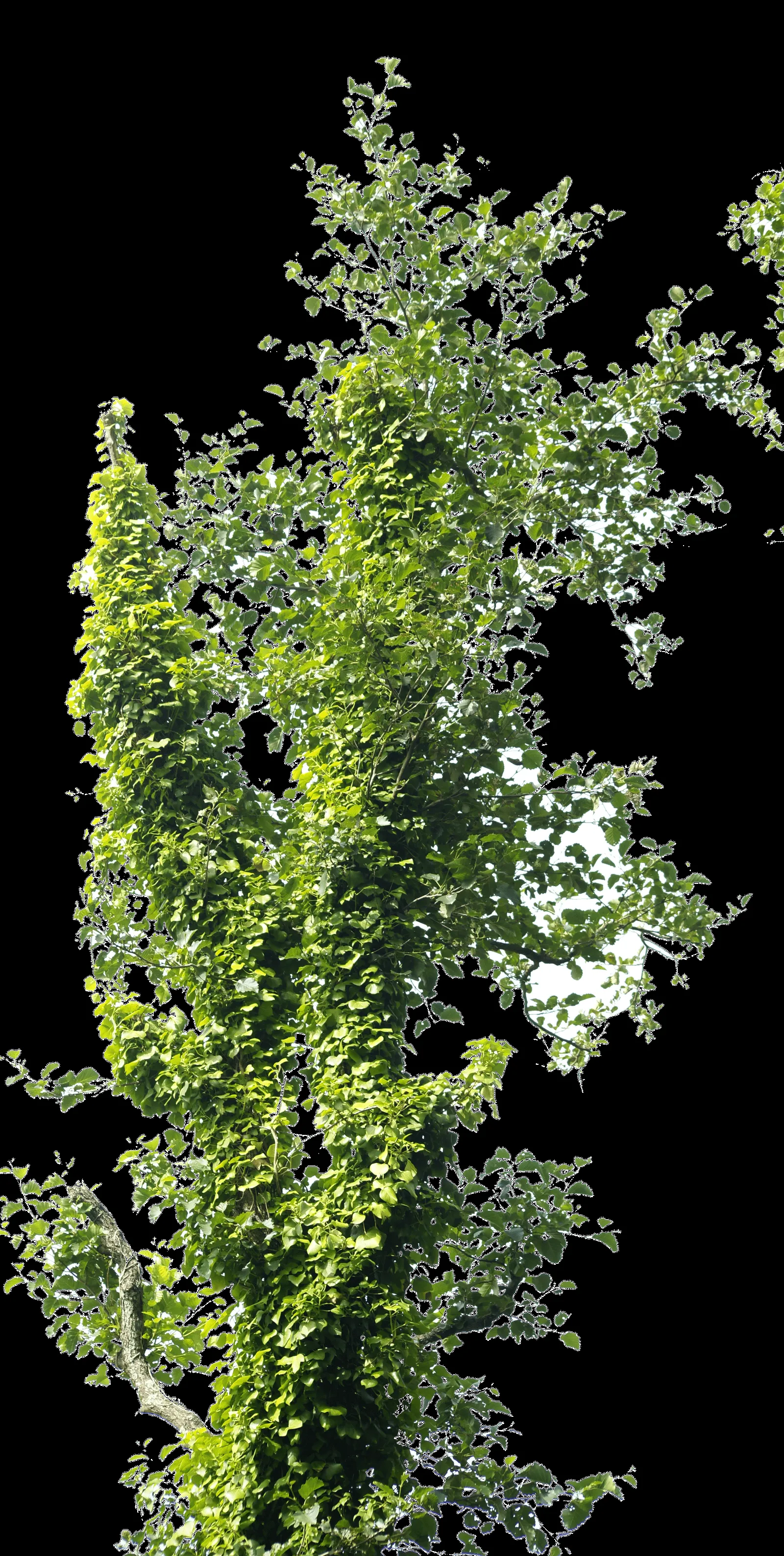 png arbol by eross-666 on DeviantArt