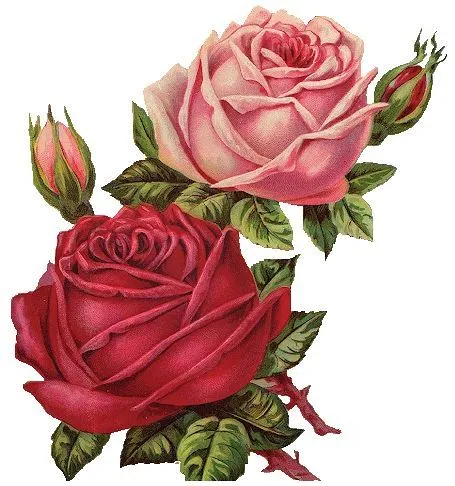 PNG on Pinterest | Vintage Images, Rose and Frogs PNG on Pinterest | Vintage Images, Rose and Frogs