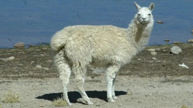 Población de llamas en Ayacucho tiende a disminuir cada año ... Población de llamas en Ayacucho tiende a disminuir cada año ...