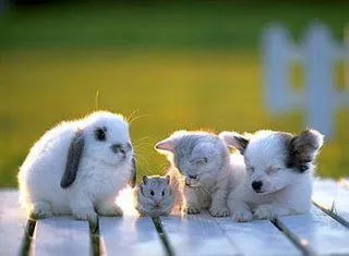 De ToDo Un PoCo: QuE AniMaLiToS TaN TiErNoS... De ToDo Un PoCo: QuE AniMaLiToS TaN TiErNoS...