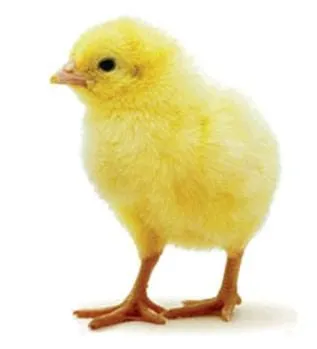 de todo un poco: HISTORIA DE UN POLLITO