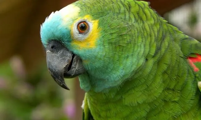 DE TODO UN POCO: LOS MEJORES VIDEOS DE LOROS QUE CANTAN, HABLAN Y ...