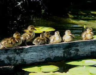 DE TODO UN POCO: PATOS Y MAS PATOS BELLISIMOS DE TODO UN POCO: PATOS Y MAS PATOS BELLISIMOS