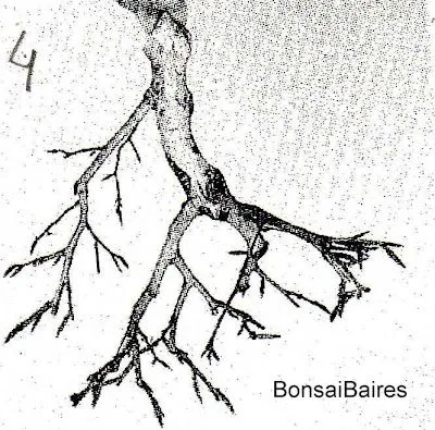 Poda formación: Poda de formación de ramas