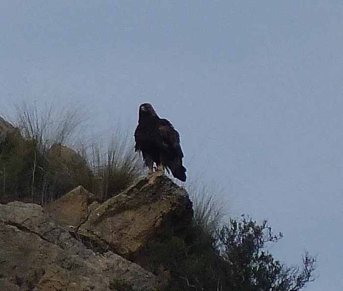 La poderosa águila real | Los Bloggers de Axena