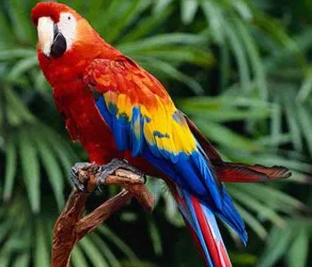 Poderosos Colores: ¿ Por qué las aves ven tan bien los colores? Poderosos Colores: ¿ Por qué las aves ven tan bien los colores?