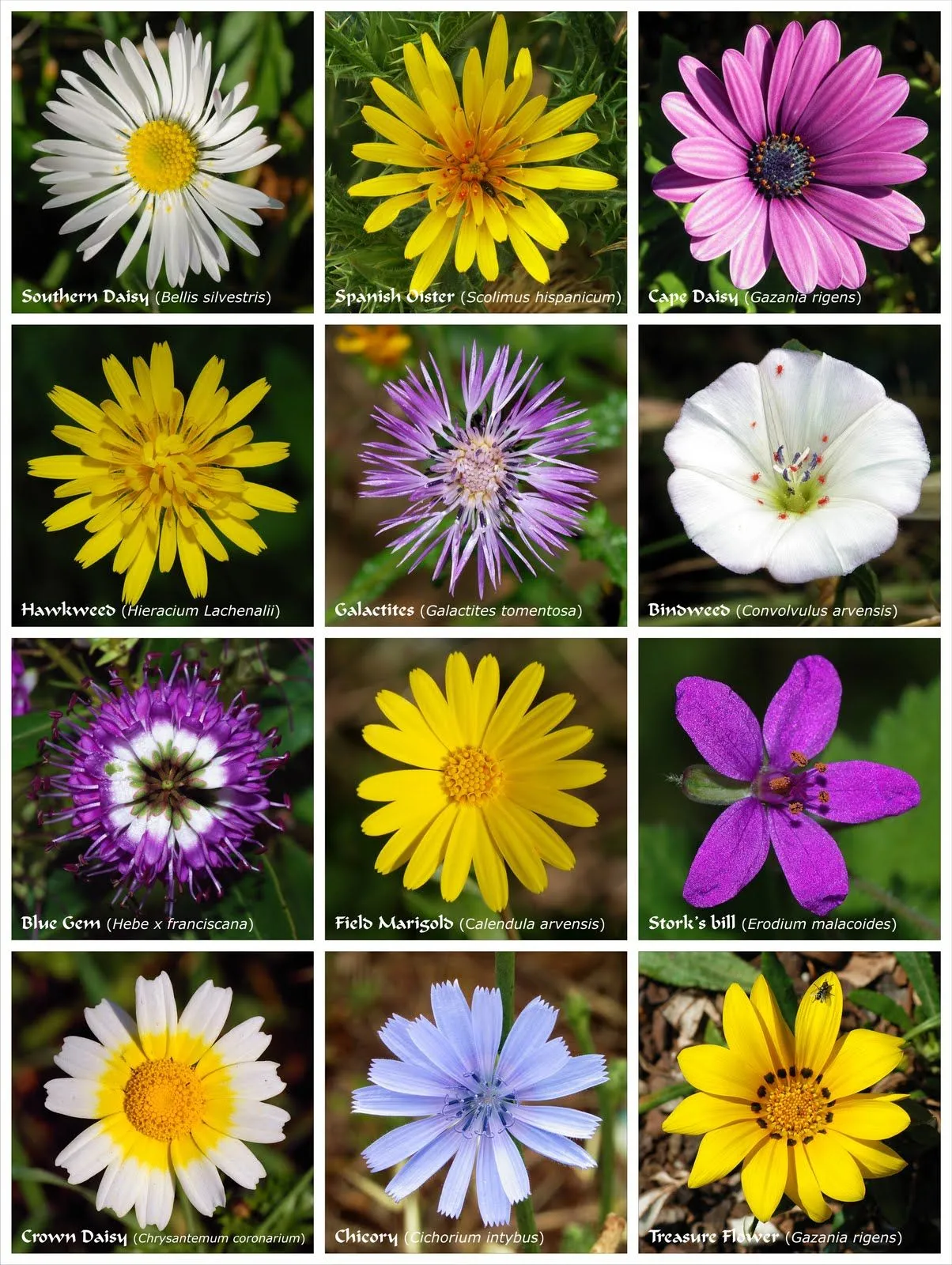 Poderosos Colores: Las flores tienen colores que no les vemos