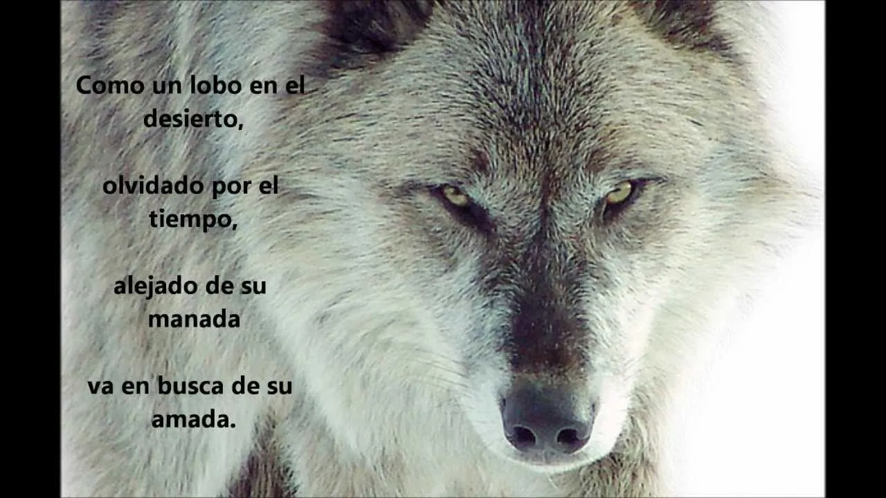 Poema de amor - Lobo Perdido - YouTube