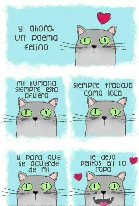 Poesía de gato - Imagui