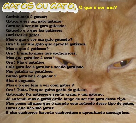 AMO MUITO TUDO ISSO: GATOS OU GATO