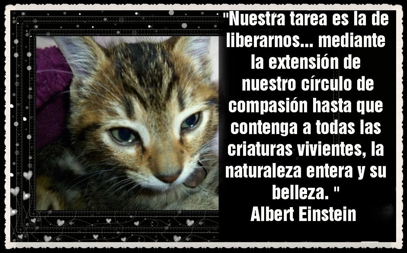 INSTEIN – EL GUARDIAN DEL TEMPLO AN GAN GATOS (25 ... INSTEIN – EL GUARDIAN DEL TEMPLO AN GAN GATOS (25 ...
