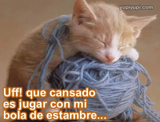 poemas de gatos | Omaryalexandra's Blog