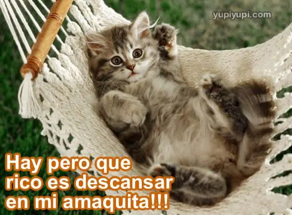 poemas de gatos | Omaryalexandra's Blog