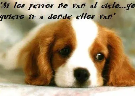 Poemas para perros - Paperblog
