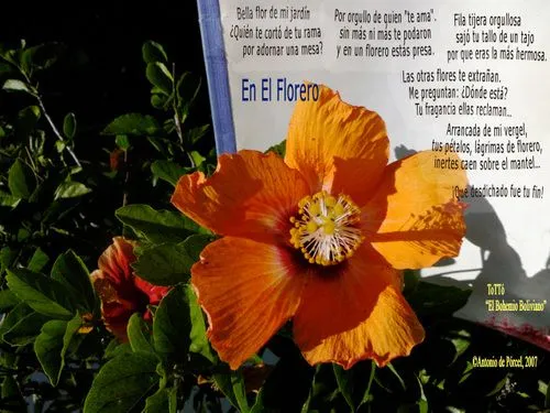 Poesia para sobrina - Imagui