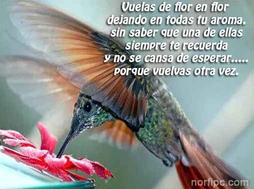 Poemas y versos cortos de amor sentimentales para Facebook