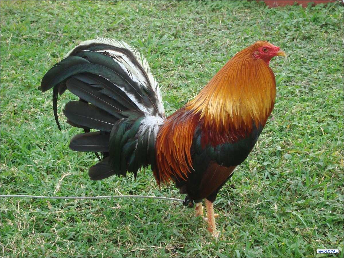 Poesía para los Animales…El Gallito Filósofo | VERDE DESPERTAR Poesía para los Animales…El Gallito Filósofo | VERDE DESPERTAR