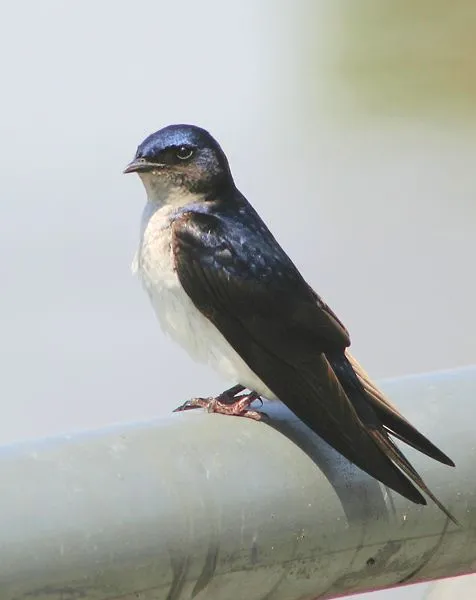 Poesía del interior: Golondrina