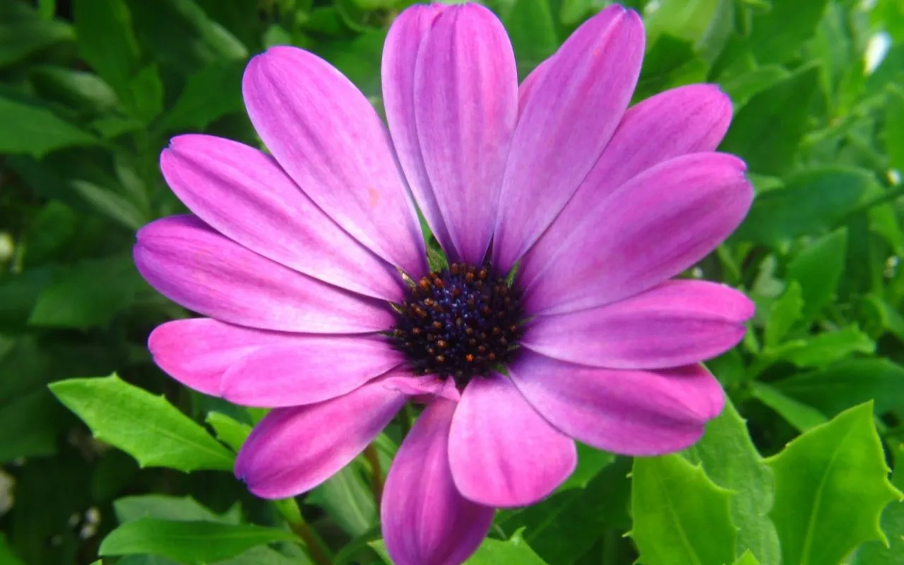 Poesia: Minha flor...