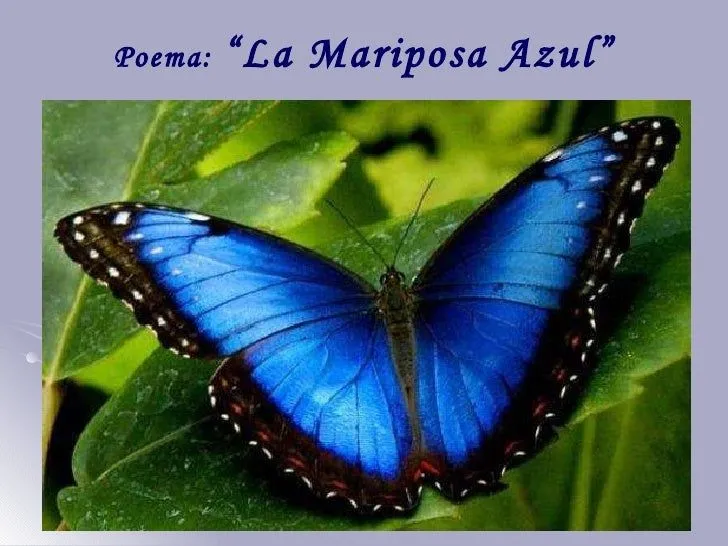 Poesía de la Naturaleza. "La Mariposa Azul" Poesía de la Naturaleza. "La Mariposa Azul"