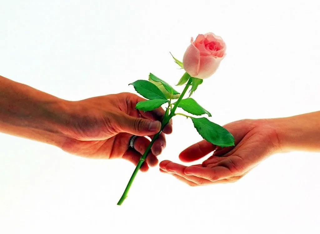 Poesias: rosa blanca para ti