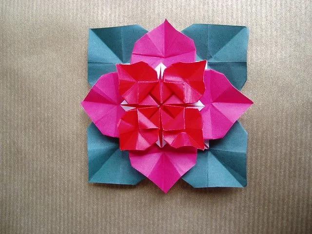 Poinsettia de Marcela Brina | Flickr - Photo Sharing! Poinsettia de Marcela Brina | Flickr - Photo Sharing!