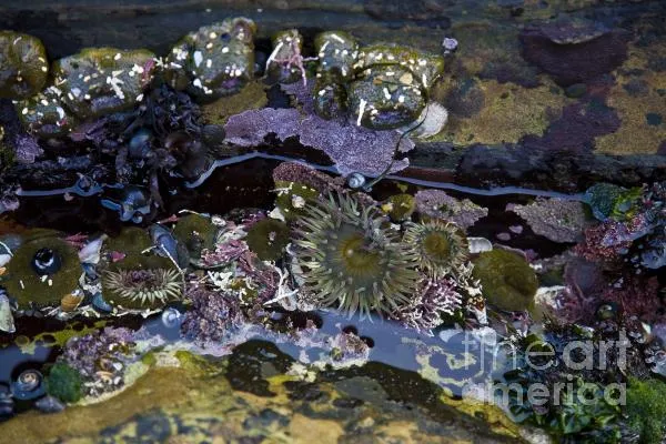 Point Lobos Tide Pool Photograph by Greg Clure - Point Lobos Tide ... Point Lobos Tide Pool Photograph by Greg Clure - Point Lobos Tide ...