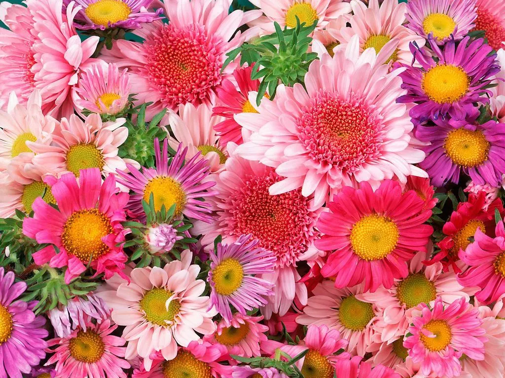 Escolha lançar flores pois você estará contribuindo para que a vida ... Escolha lançar flores pois você estará contribuindo para que a vida ...