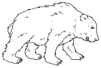Oso polar para colorear - Imagui