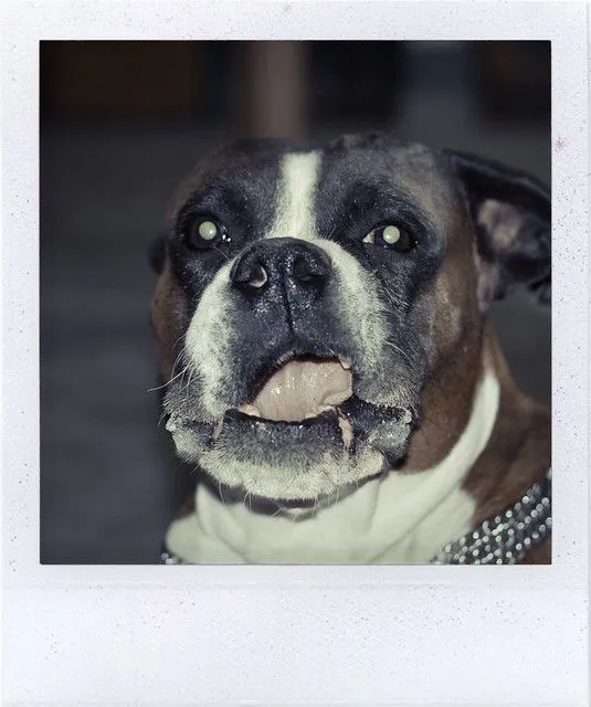 polaroid (ojos diabolicos) | Flickr - Photo Sharing! polaroid (ojos diabolicos) | Flickr - Photo Sharing!