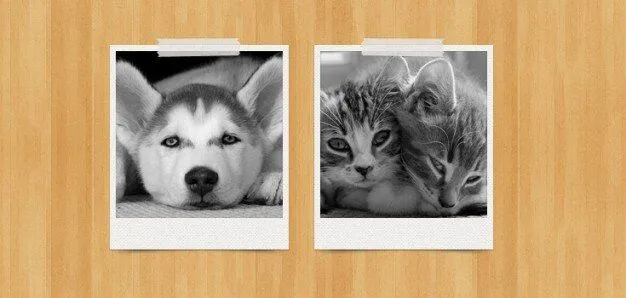 polaroids bonitas psd | Descargar PSD gratis polaroids bonitas psd | Descargar PSD gratis