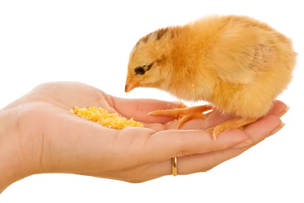 Pollito comiendo de la mano — Foto stock © lightkeeper #6408644