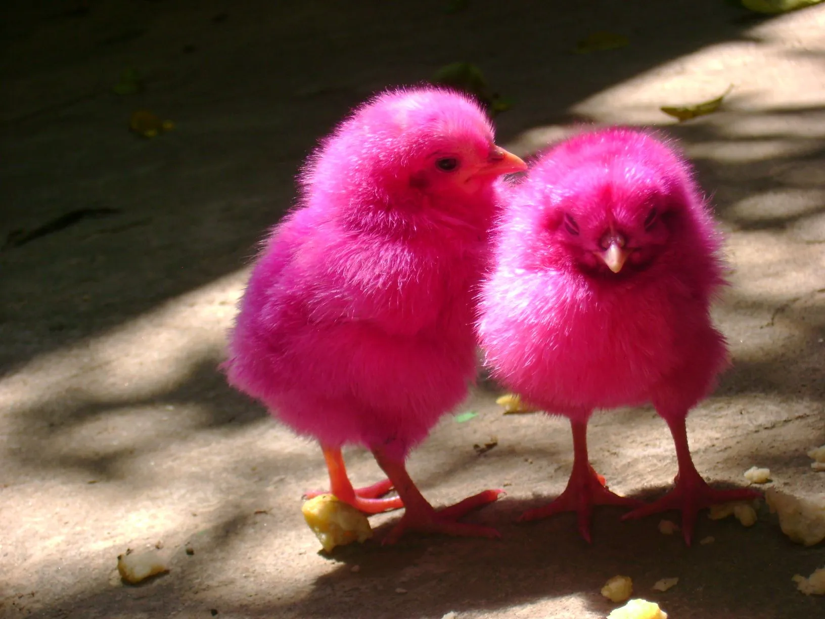 pollitos de colores-maltrato de animales