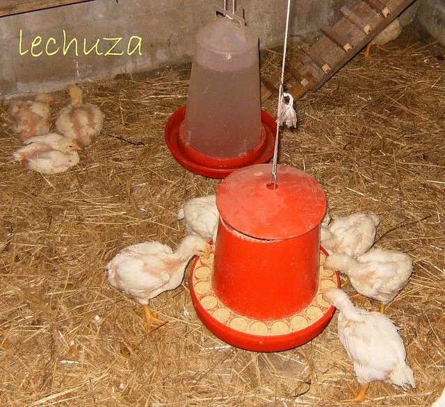 Pollitos comiendo | Flickr - Photo Sharing!