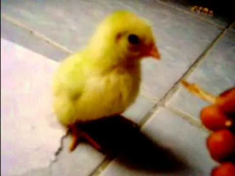 Mis pollitos comiendo tajo eh pollo - YouTube