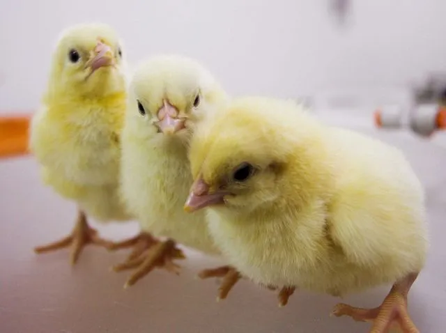 Pollitos recién nacidos en una granja avícola de Burgos. Reuters ... Pollitos recién nacidos en una granja avícola de Burgos. Reuters ...