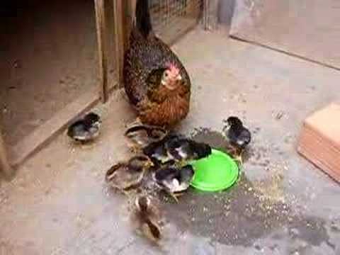 pollitos recien nacidos - YouTube