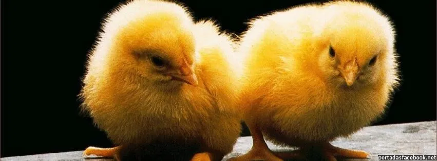 Imagenes de pollos tiernos - Imagui